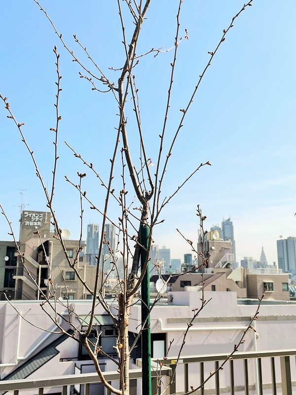 桜開花