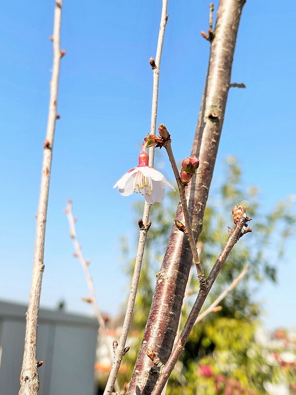 桜開花