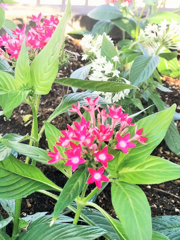 8月26日　花壇のメンテナンス