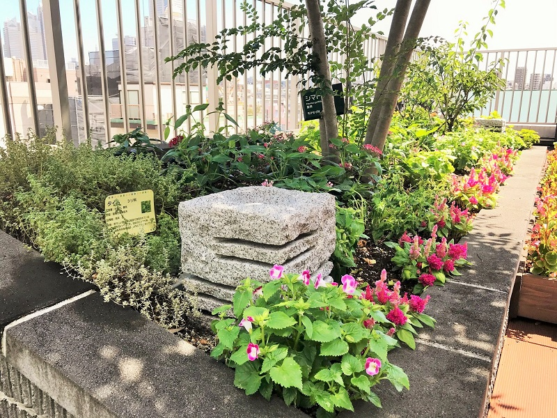 8月26日　花壇のメンテナンス