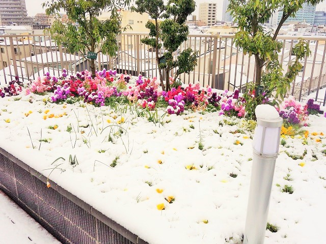 3月29日　春の雪景色