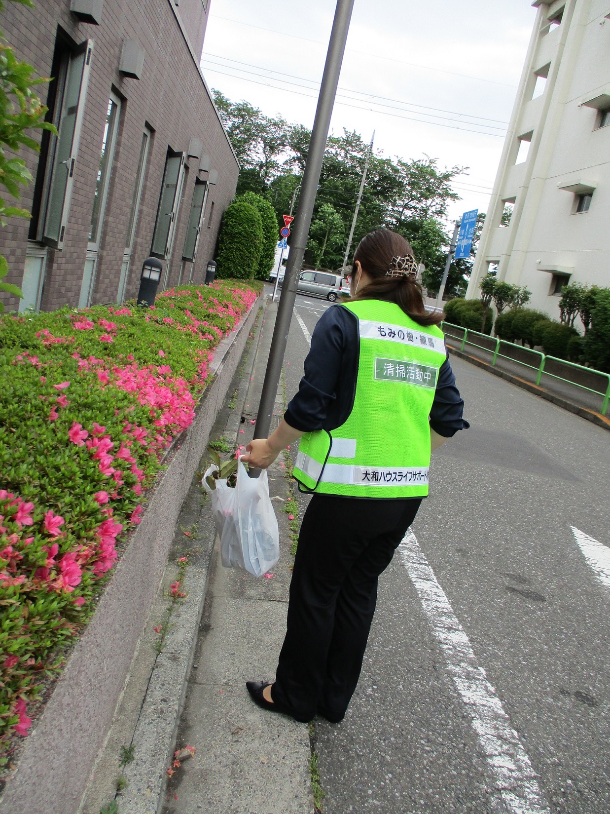 もみの樹・練馬の朝