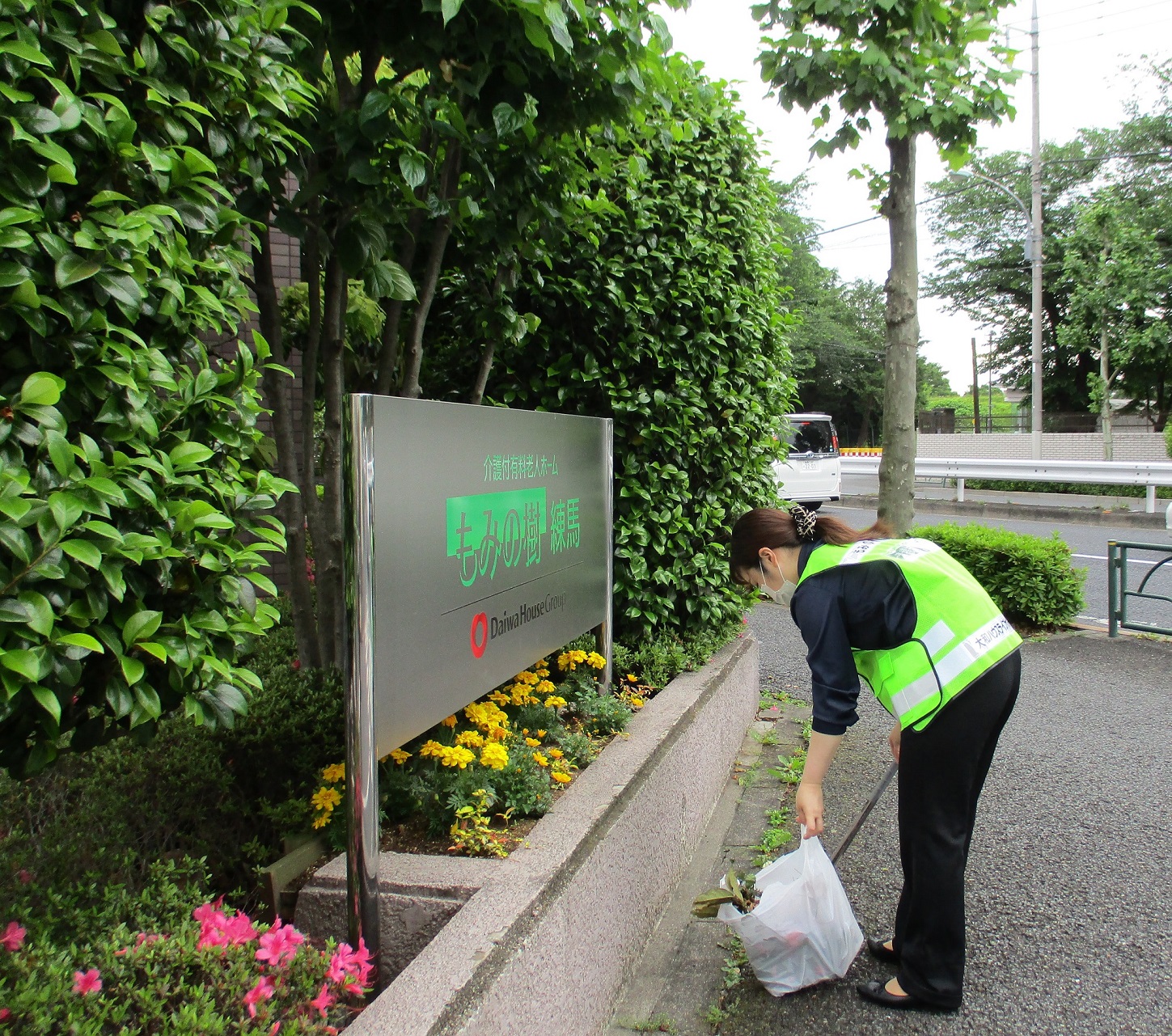 もみの樹・練馬の朝
