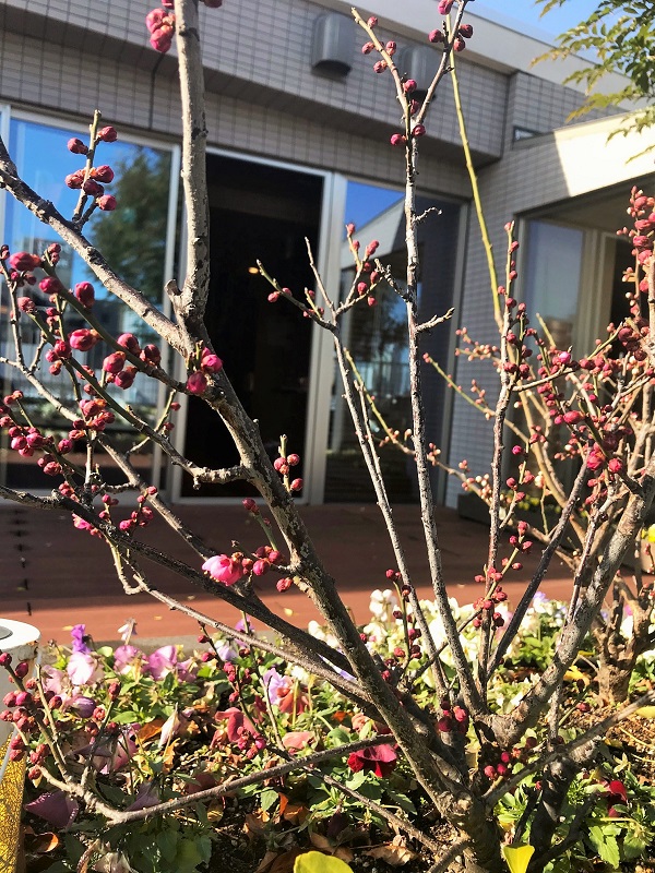 紅白梅 開花