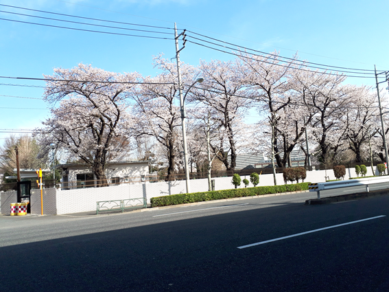 もみの樹・練馬前の桜並木が見頃です。