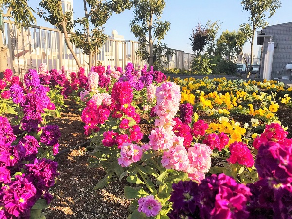 1月21日　花壇メンテナンス