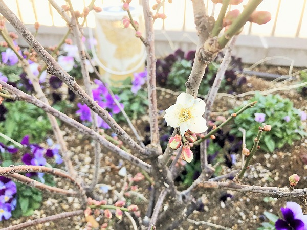 1月21日　花壇メンテナンス