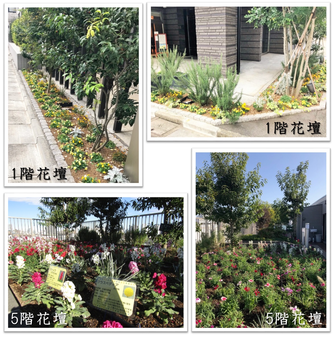 11月14日　花壇植替え
