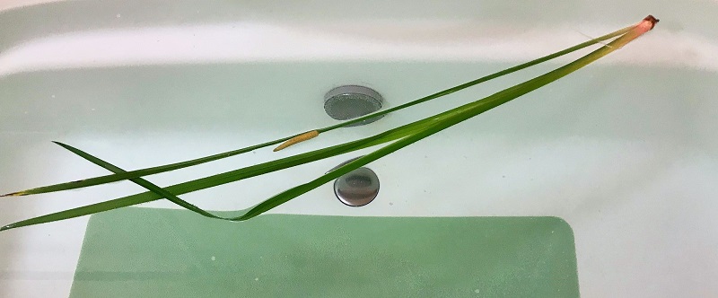 5月4日～5月6日　菖蒲湯