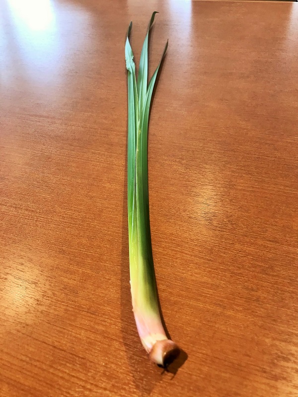 5月4日～5月6日　菖蒲湯