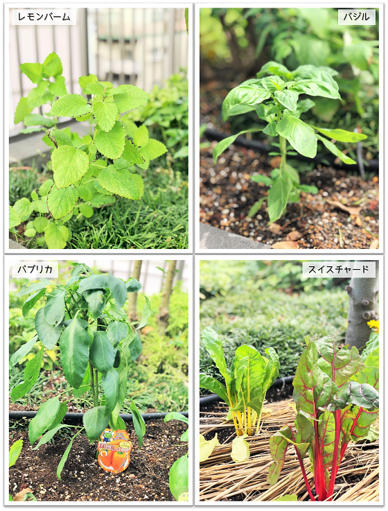 6月10日　花壇の植替え