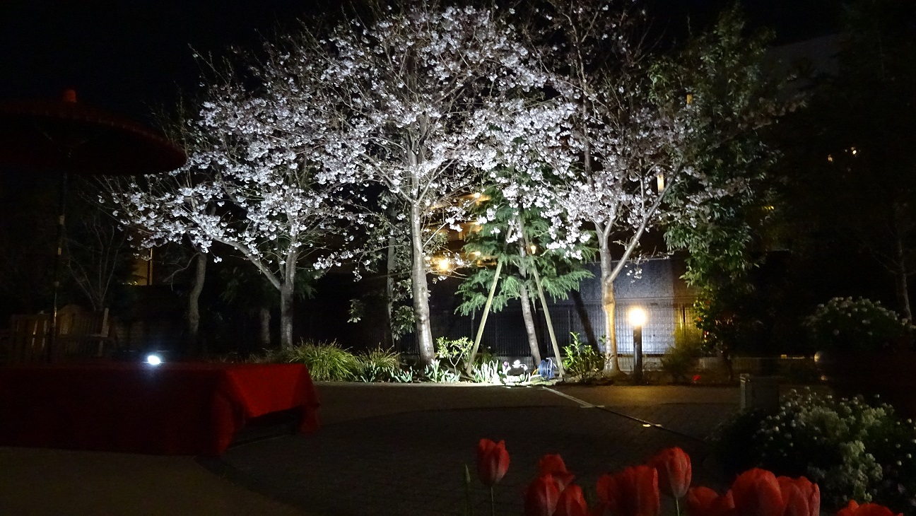 3月27日　もみの樹・横浜鶴見の中庭桜七分咲き